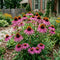 Coneflower Seeds