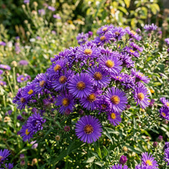 Collection image for: Aster Seeds