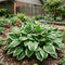 Hosta Seeds