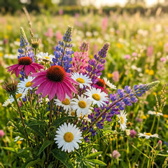 Colorful wildflower seed mix garden
