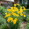 Coreopsis Seeds