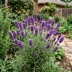 Collection image for: Lavender Seeds