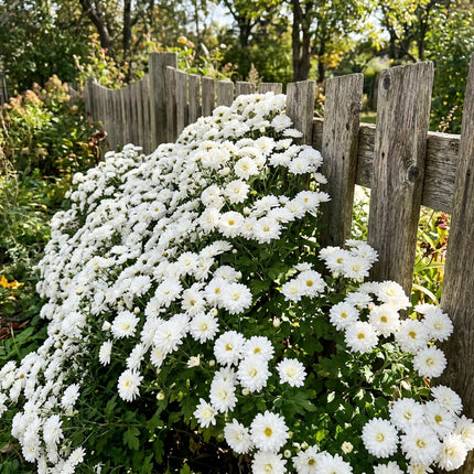 50 Premium Snow White Chrysanthemum Seeds - Beautiful Garden Flowers for Planting