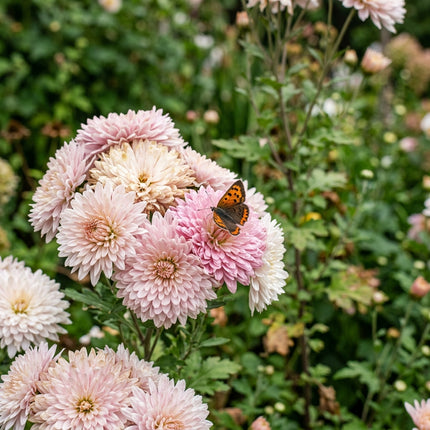 900 Romantic Pink White Chrysanthemum Mix Seeds for Planting - Premium Heirloom Romantic Pink White Chrysanthemum Mix Seeds for Home Garden Blooms