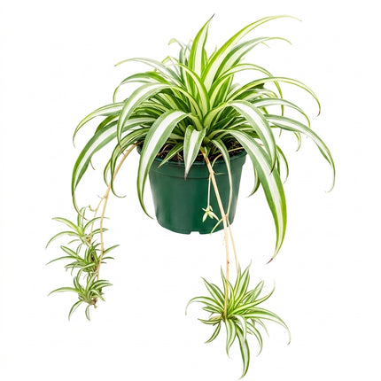 Live Spider Plant in 4" Nursery Pot - Chlorophytum Comosum with Cascading Spiderettes