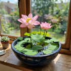 Pink Bowl Lotus Seeds - 10 Seeds