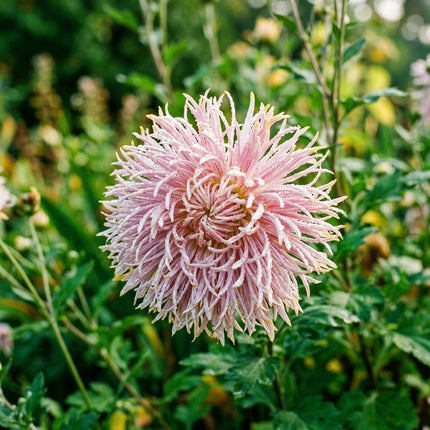 50 Premium Brush Chrysanthemum Seeds - Beautiful Garden Flowers for Planting