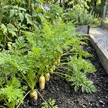300 Amarillo Yellow Carrot Seeds - Lemon Yellow Sweet Vegetable Seeds