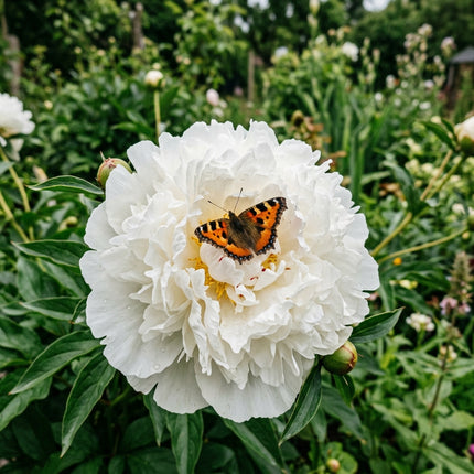 50 White Peony Seeds for Planting - Premium Heirloom White Peony Seeds for Elegant Home Garden Blooms