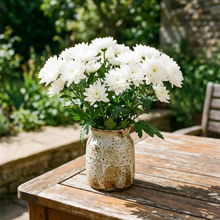 50 Premium White Chrysanthemum Seeds - Beautiful Garden Flowers for Planting