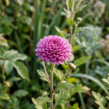 50 Premium Button Chrysanthemum Seeds - Beautiful Garden Flowers for Planting