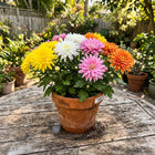 Bright Summer Chrysanthemum Mix Seeds - 500 Seeds