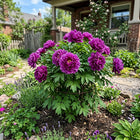 Purple Peony Seeds - 50 Seeds