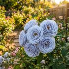 Premium Blue Moon Rose Seeds - 50 Seeds