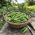 Clemson Spineless Okra Seeds - 50 Seeds