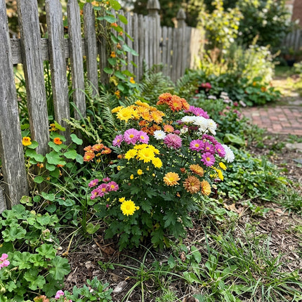 300 Rainbow Chrysanthemum Mix Seeds for Planting - Premium Heirloom Rainbow Chrysanthemum Mix Seeds for Home Garden Blooms