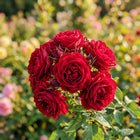 Premium Red Rose Seeds - 50 Seeds