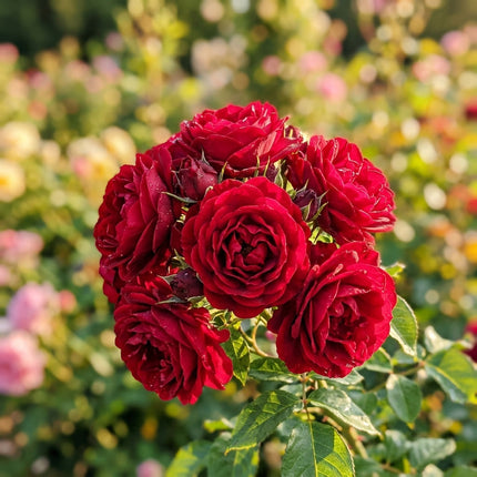 50 Premium Red Rose Seeds - Beautiful Garden Flowers for Planting