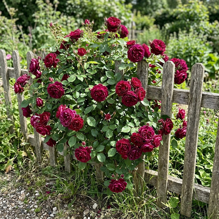 50 Premium Burgundy Rose Seeds - Beautiful Garden Flowers for Planting