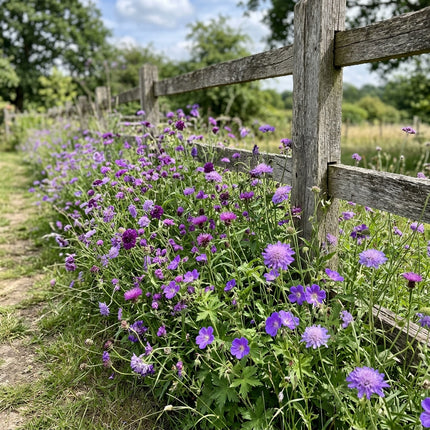 300 Purple Palette Wildflower Mix Seeds - Premium Bulk Seed Blend for Easy Outdoor Garden Landscapes