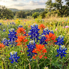 Texas Bluebonnet Wildflower Mix - 300 Seeds