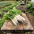 Fast-Growing White Icicle Radish Seeds - 400 Seeds