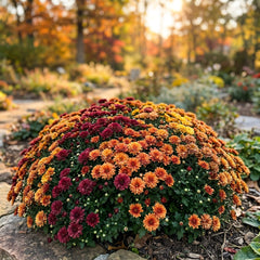 Collection image for: Chrysanthemum Seeds