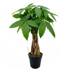 Live Money Tree Plant in 4