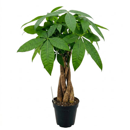 Live Money Tree Plant in 4" Nursery Pot - Pachira Aquatica Braided Bonsai for Wealth & Good Luck