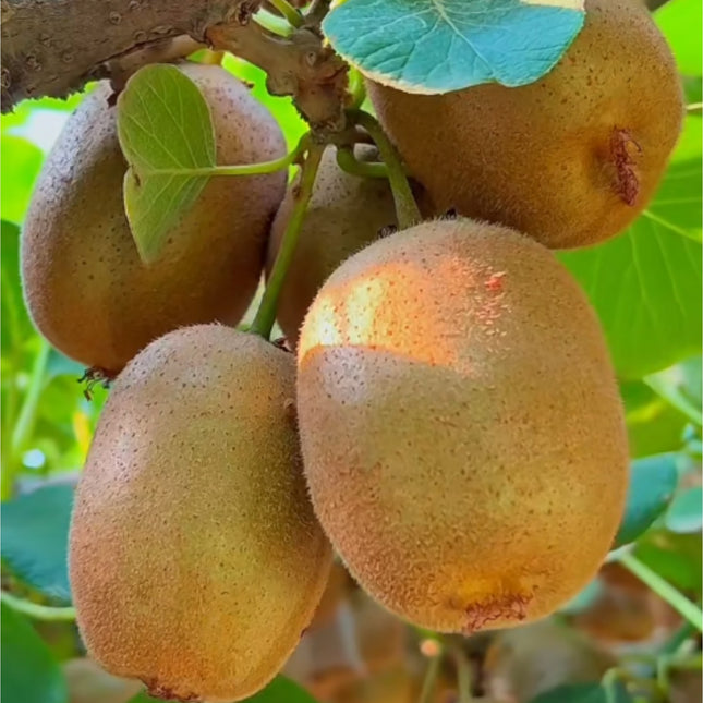 50 Hardy Green Kiwi Vine Seeds for Planting - Heirloom Seed Blend for Home Garden