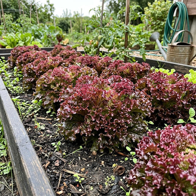 Lollo Rosso Lettuce Seeds - 2,000 Seeds