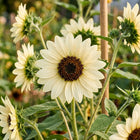 Italian White Sunflower Seeds - 100 Seeds