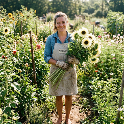 100 Italian White Sunflower Seeds for Planting - Elegant Creamy White Petals - Heirloom Branching Cut Flowers