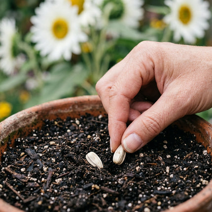 100 Italian White Sunflower Seeds for Planting - Elegant Creamy White Petals - Heirloom Branching Cut Flowers