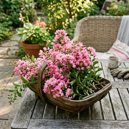 100 Crape Myrtle Seeds for Planting - Heirloom Crape Myrtle Flower Seeds for Home Garden