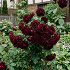 Black Velvet Rose Seeds - 50 Seeds