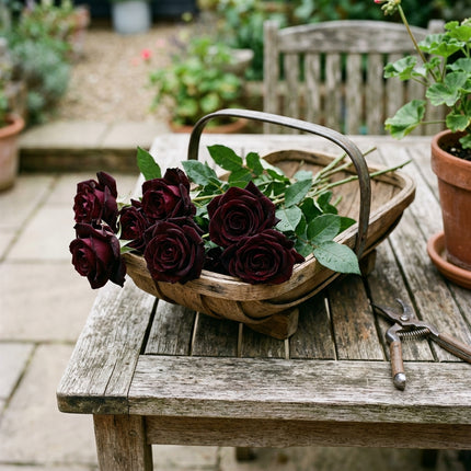 50 Black Velvet Rose Seeds for Planting - Variety for Home Gardening