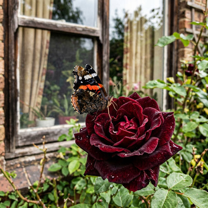 50 Black Velvet Rose Seeds for Planting - Variety for Home Gardening