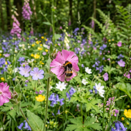 300 Woodland Shade Wildflower Mix Seeds - Premium Bulk Seed Blend for Easy Outdoor Garden Landscapes