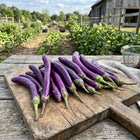 Long Purple Eggplant Seeds - 320 Seeds