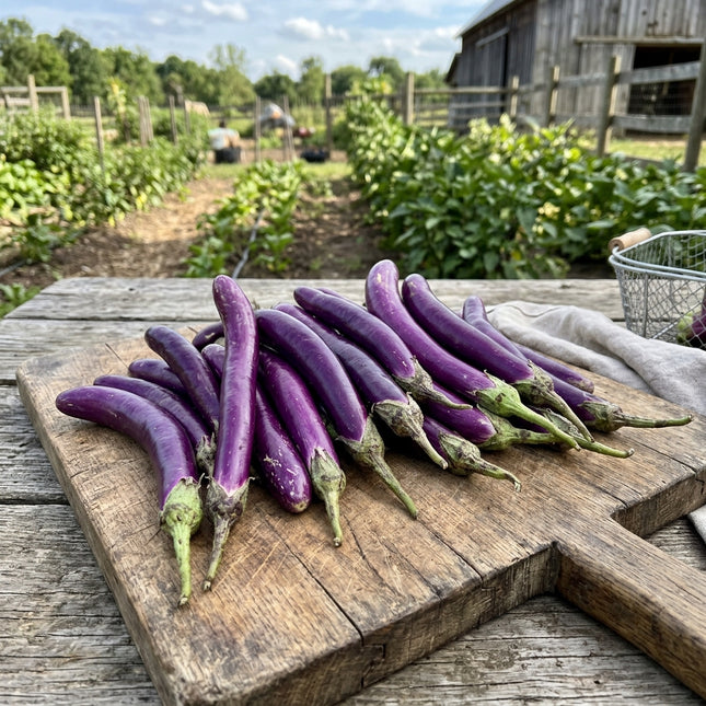 Long Purple Eggplant Seeds - 320 Seeds