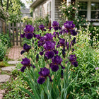 Purple Bearded Iris Seeds - 50 Seeds
