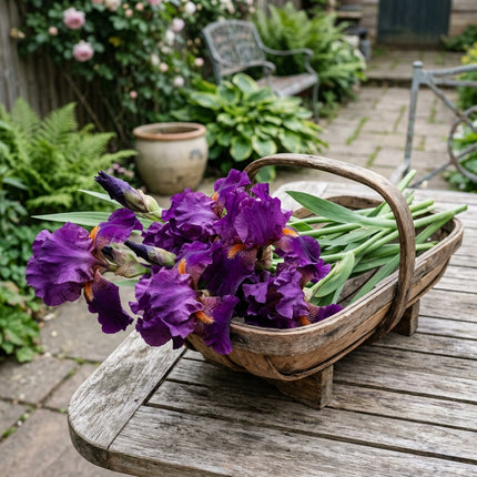 50 Purple Bearded Iris Seeds for Planting - Variety for Home Gardening