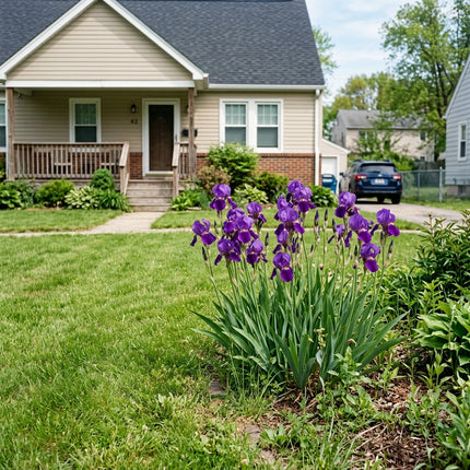 50 Purple Bearded Iris Seeds for Planting - Variety for Home Gardening