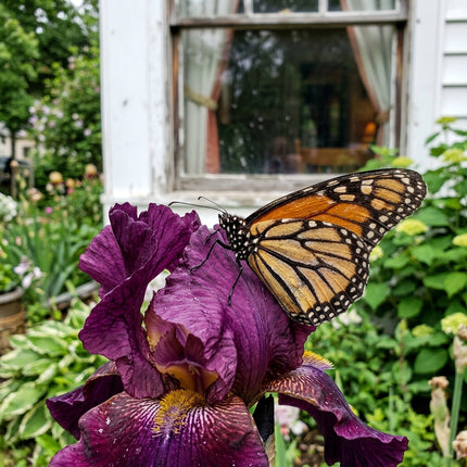 50 Purple Bearded Iris Seeds for Planting - Variety for Home Gardening