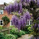 Wisteria Seeds - 15 Seeds
