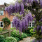 Wisteria Seeds