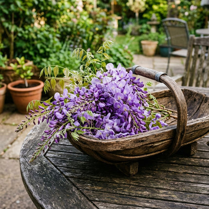15 Wisteria Seeds for Planting - Heirloom Wisteria Flower Seeds for Home Garden