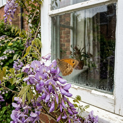 15 Wisteria Seeds for Planting - Heirloom Wisteria Flower Seeds for Home Garden
