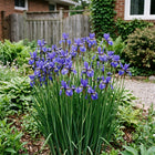 Siberian Blue Iris Seeds for Home Gardens - 50 Seeds